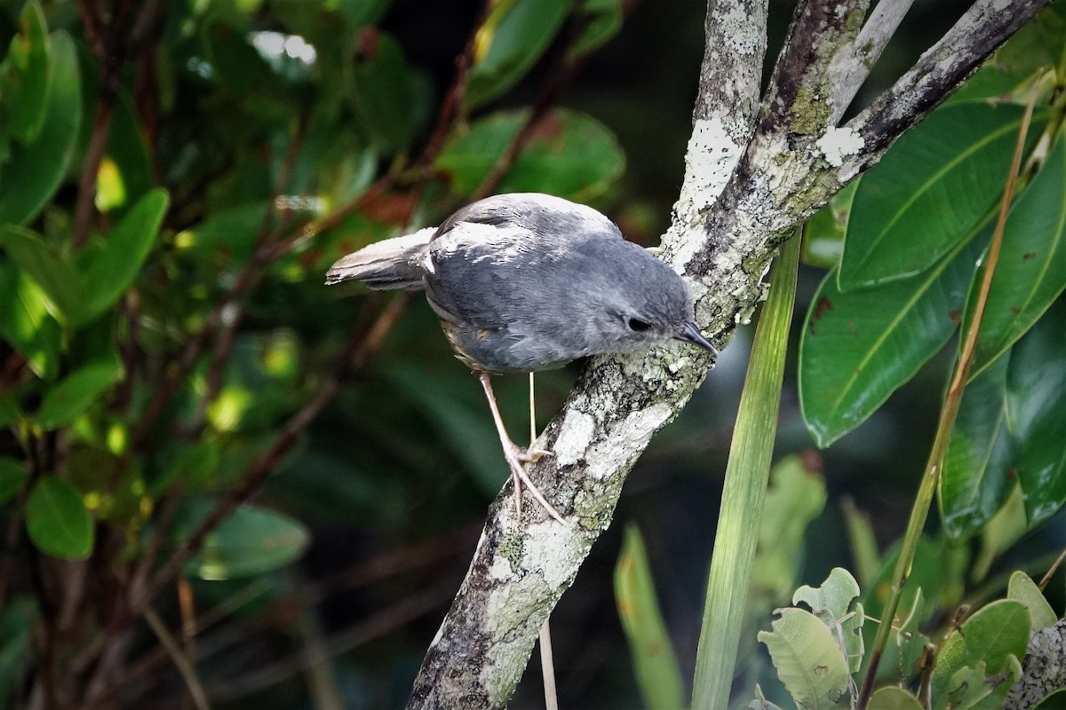 Brasilia Tapaculo - ML203370821