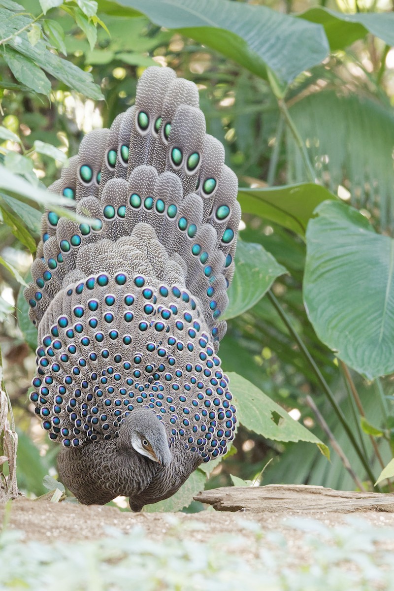 Gray Peacock-Pheasant - ML203371301