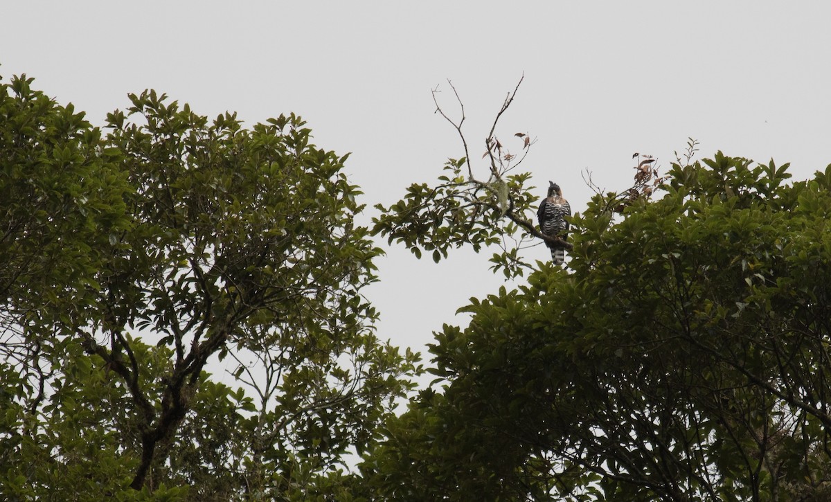 Águila Galana - ML203371371