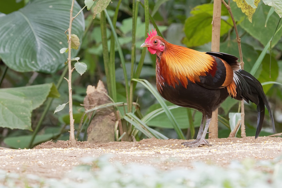 Red Junglefowl - ML203371771