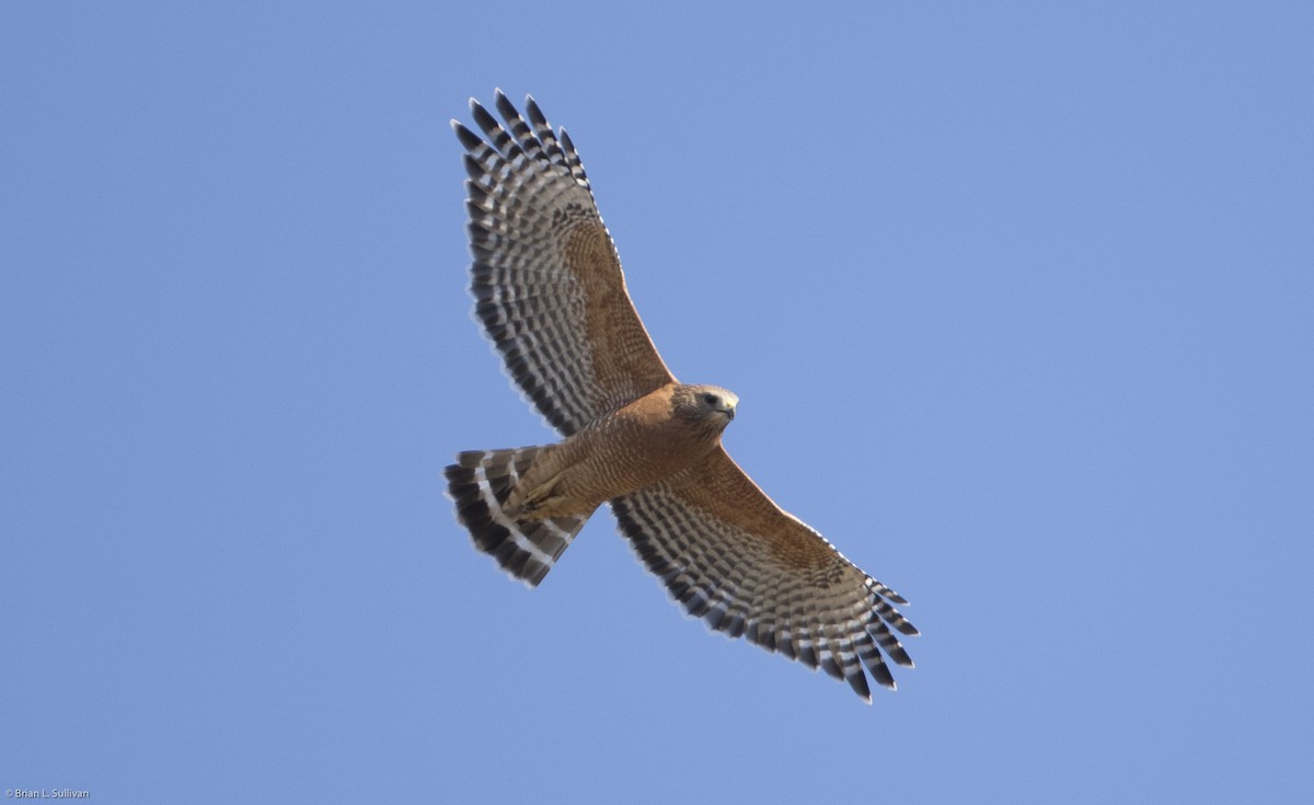 Red-shouldered Hawk (elegans) - Brian Sullivan