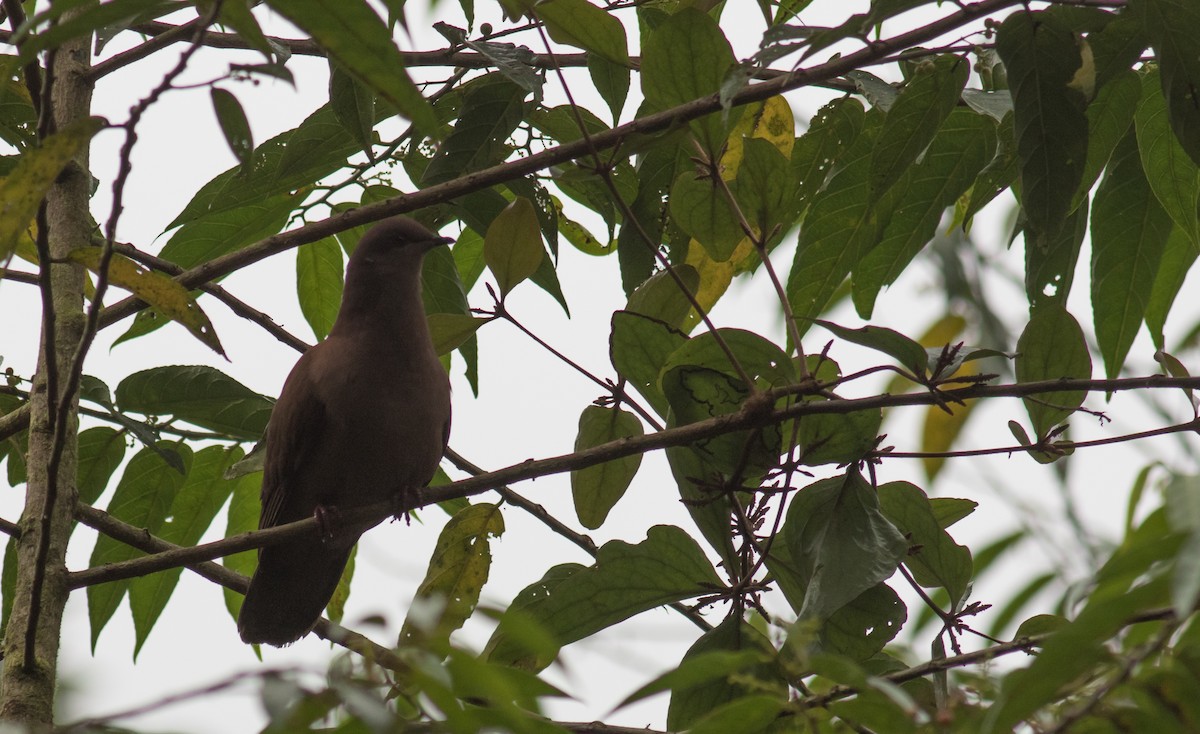 Ruddy Pigeon - ML203371811