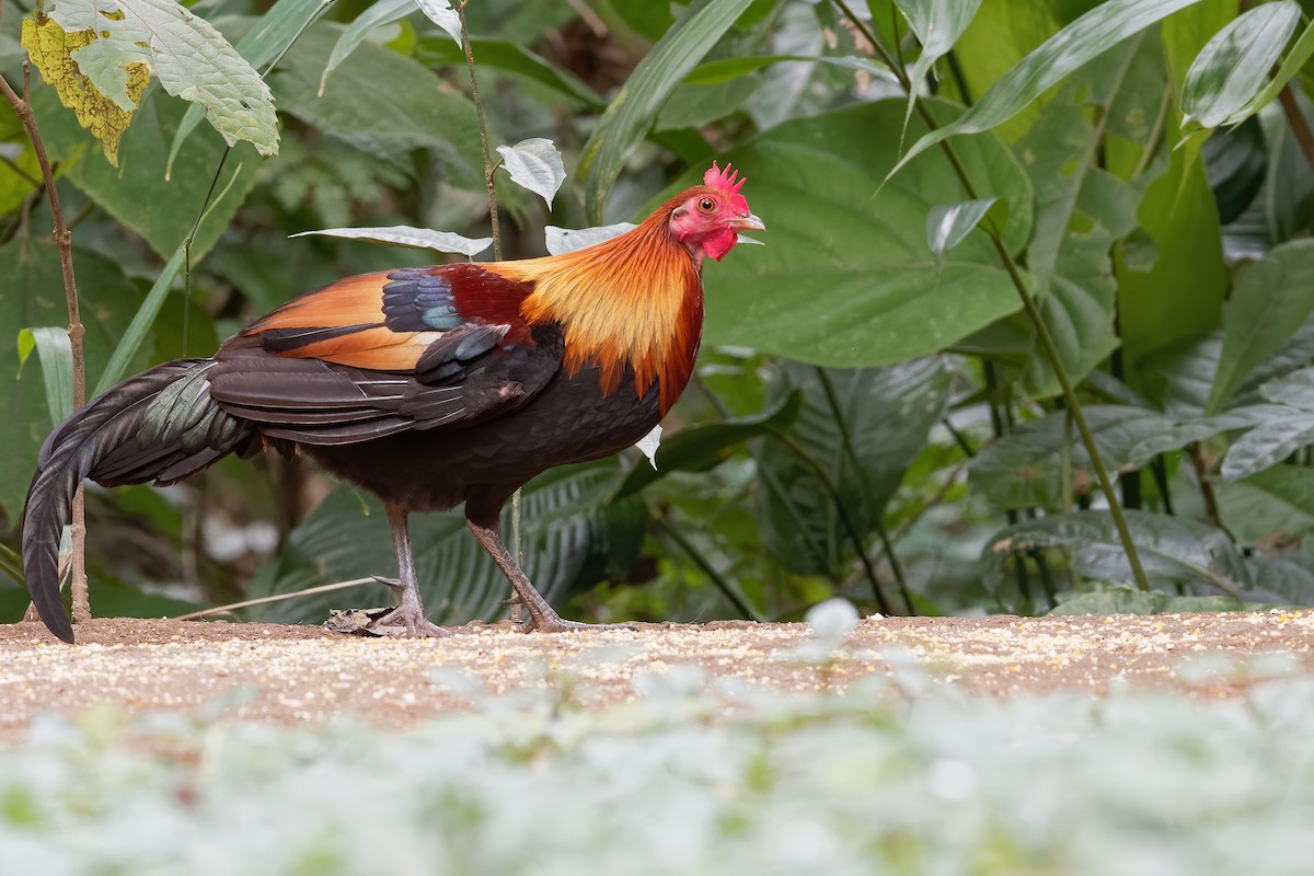 Red Junglefowl - ML203371861