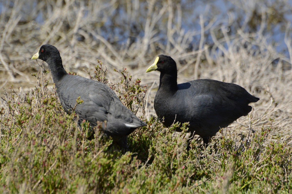 White-winged Coot - ML203373571