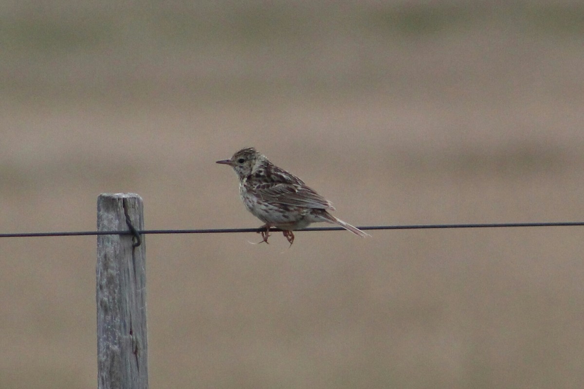 Correndera Pipit - Enzo Gamberini