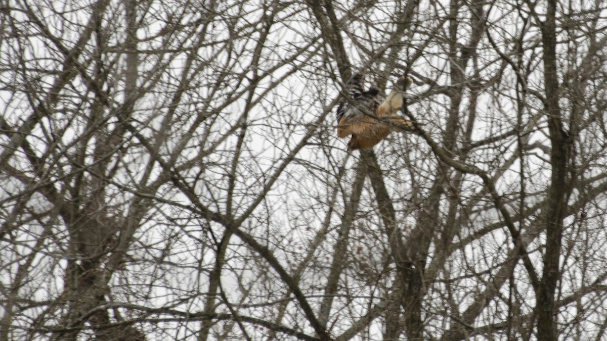 Red-shouldered Hawk - ML203374951