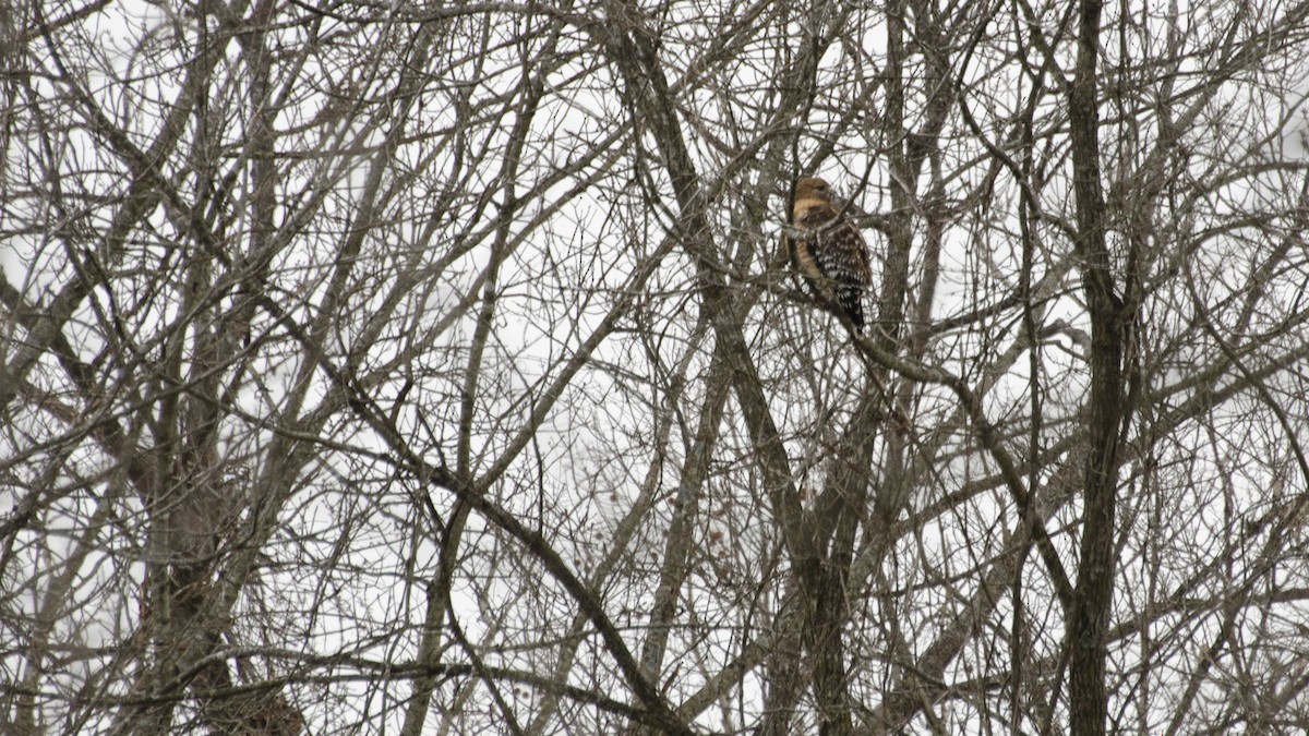 Red-shouldered Hawk - ML203374971