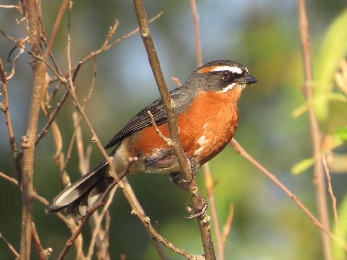 Black-and-rufous Warbling Finch - ML203375051