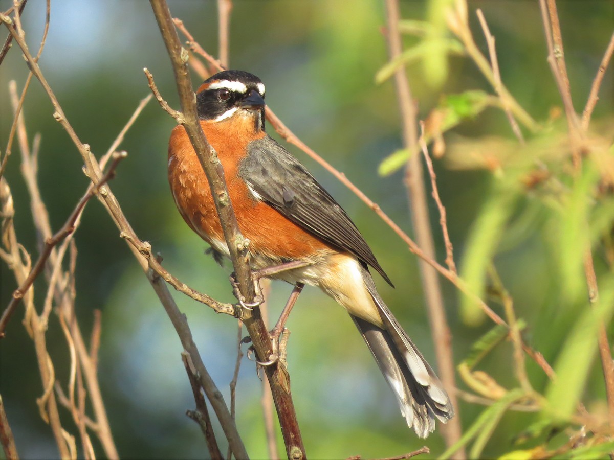 Black-and-rufous Warbling Finch - ML203375061
