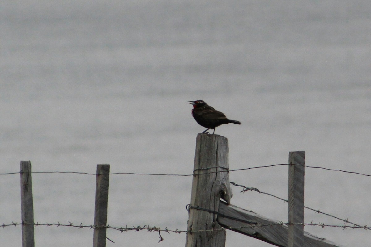 Long-tailed Meadowlark - ML203375201