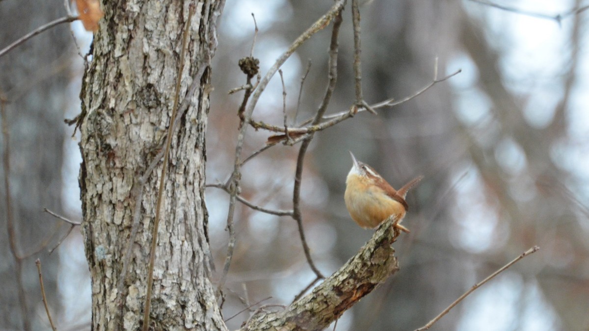 Carolina Wren - ML203375231