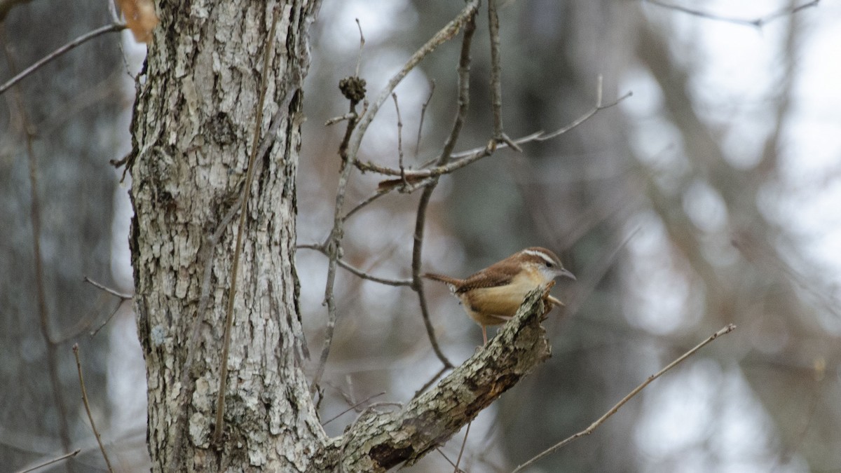 Carolina Wren - ML203375241