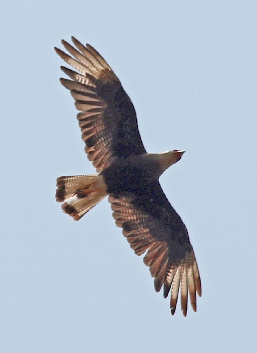 Crested Caracara (Southern) - ML203375281
