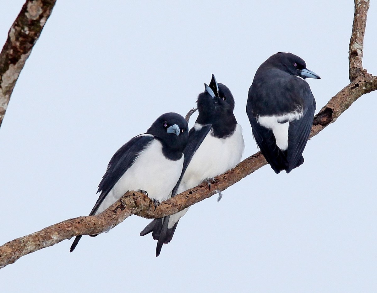 Great Woodswallow - ML203378861