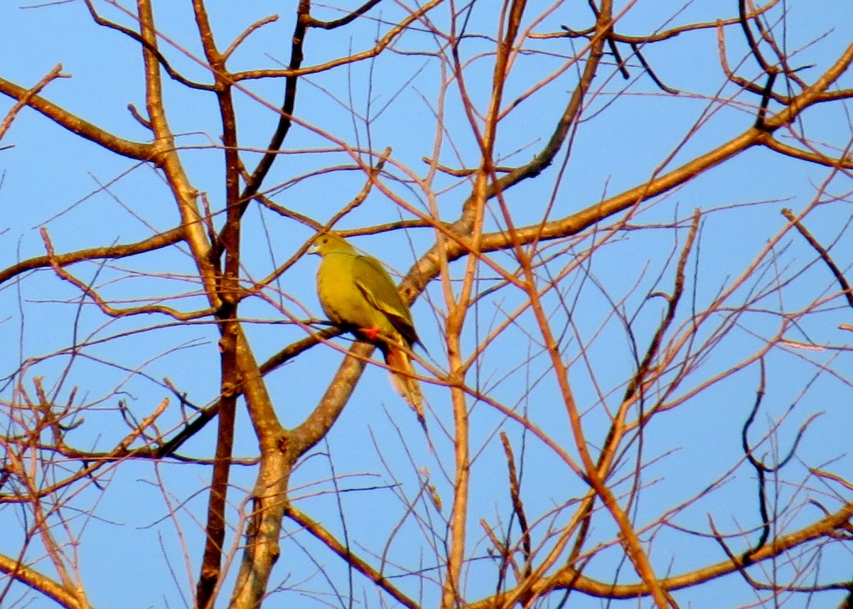 Pin-tailed Green-Pigeon - ML203379151