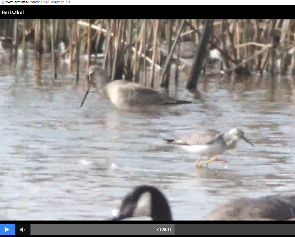 Hudsonian Godwit - ML20338051