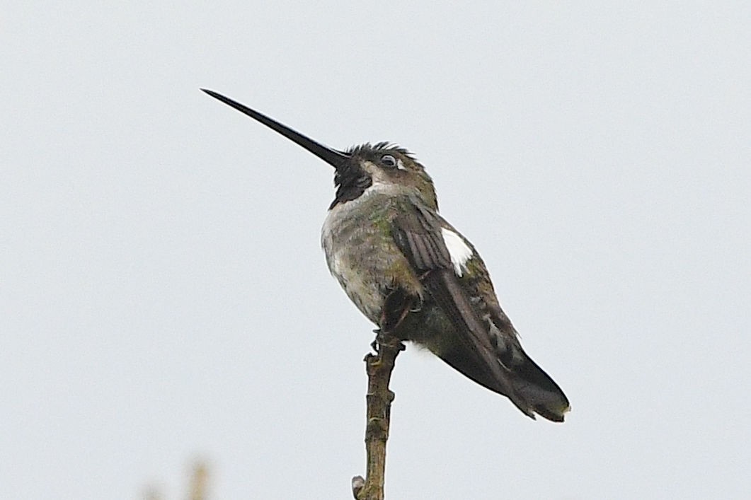 Long-billed Starthroat - ML203381611