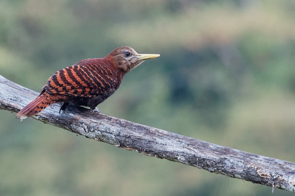 Bay Woodpecker - ML203381671