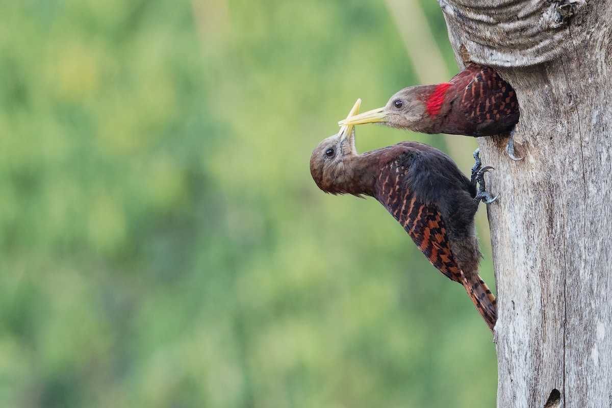 Bay Woodpecker - ML203381721