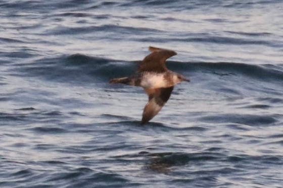 Parasitic/Pomarine Jaeger - Arnold Skei