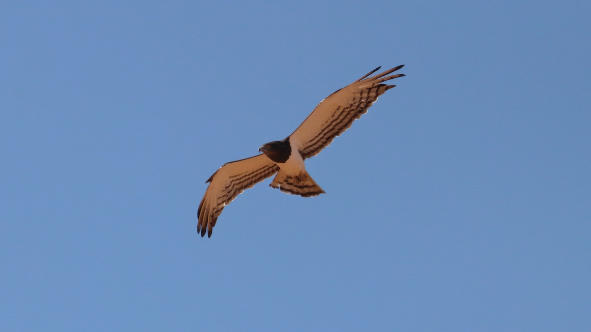 Black-chested Snake-Eagle - ML203387741