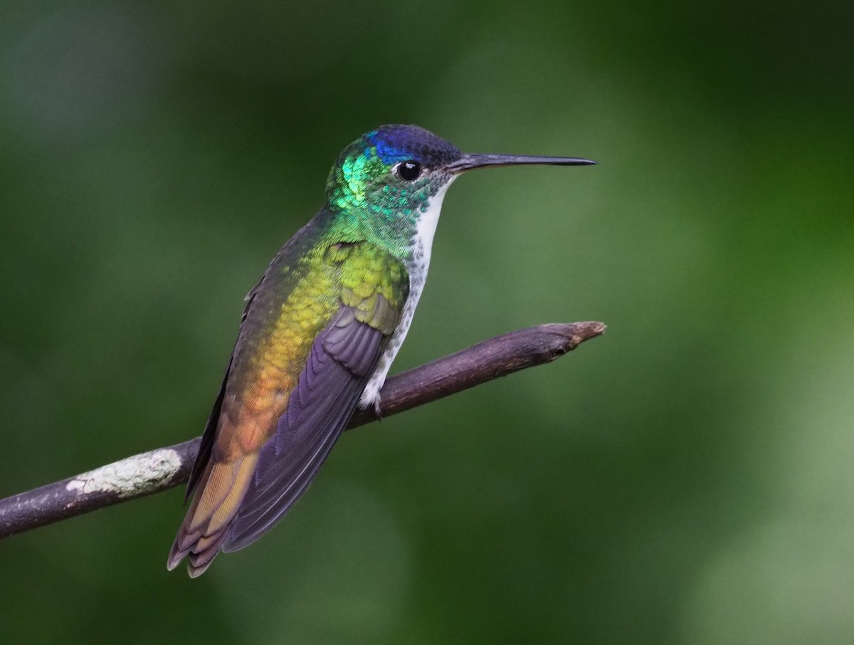 Andean Emerald - ML203389021