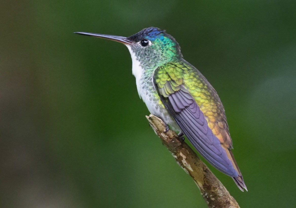 Andean Emerald - ML203389051