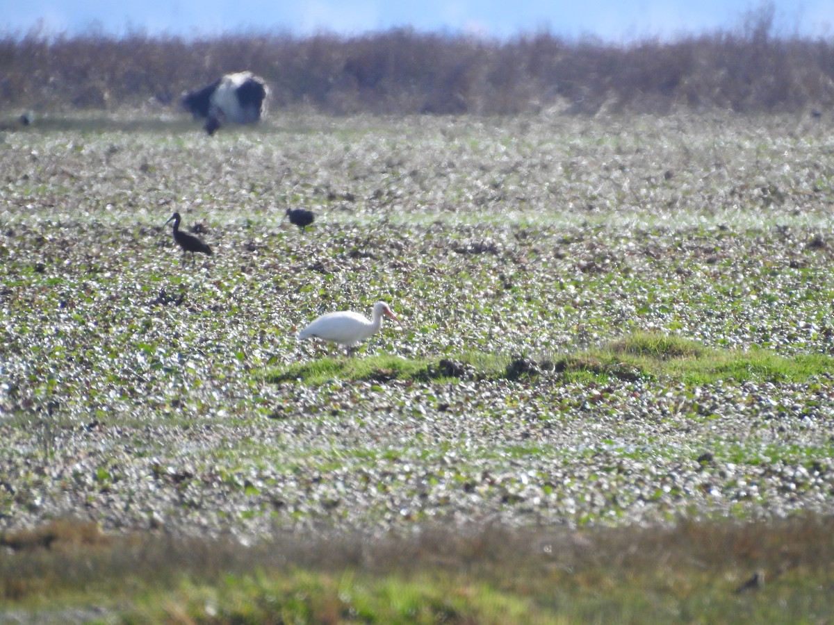 Ibis blanc - ML203391311