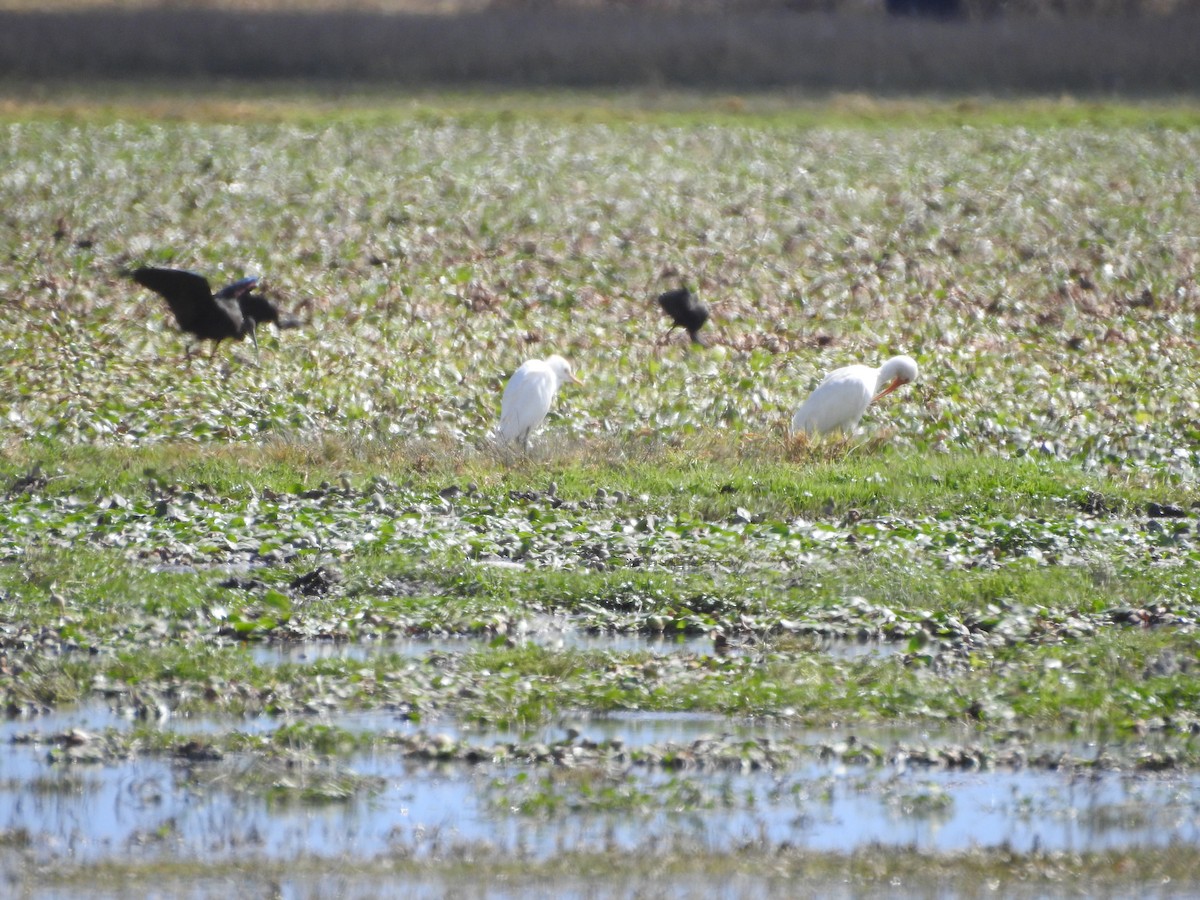 White Ibis - ML203391471