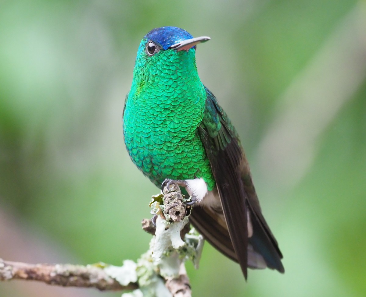 Indigo-capped Hummingbird - ML203393171