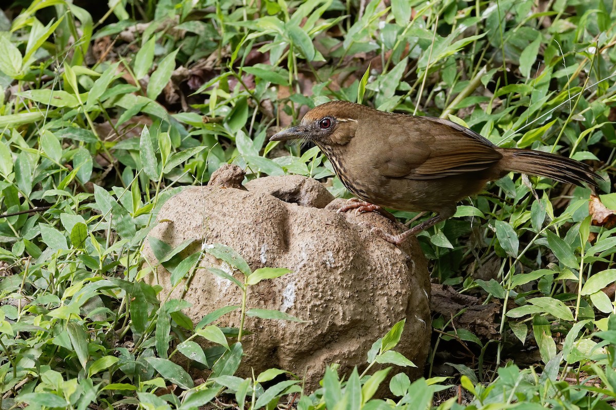 Spot-breasted Laughingthrush - Vincent Wang