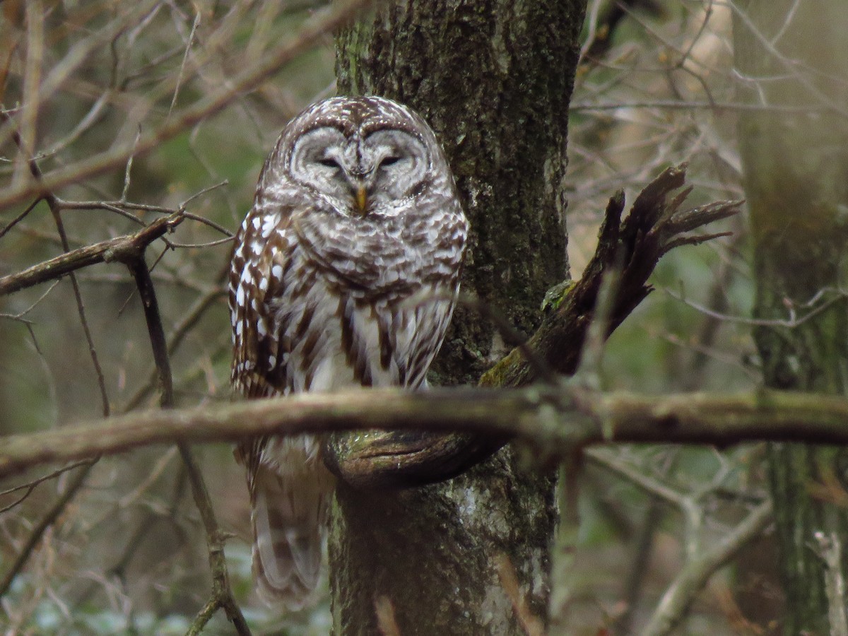 Barred Owl - ML203394981