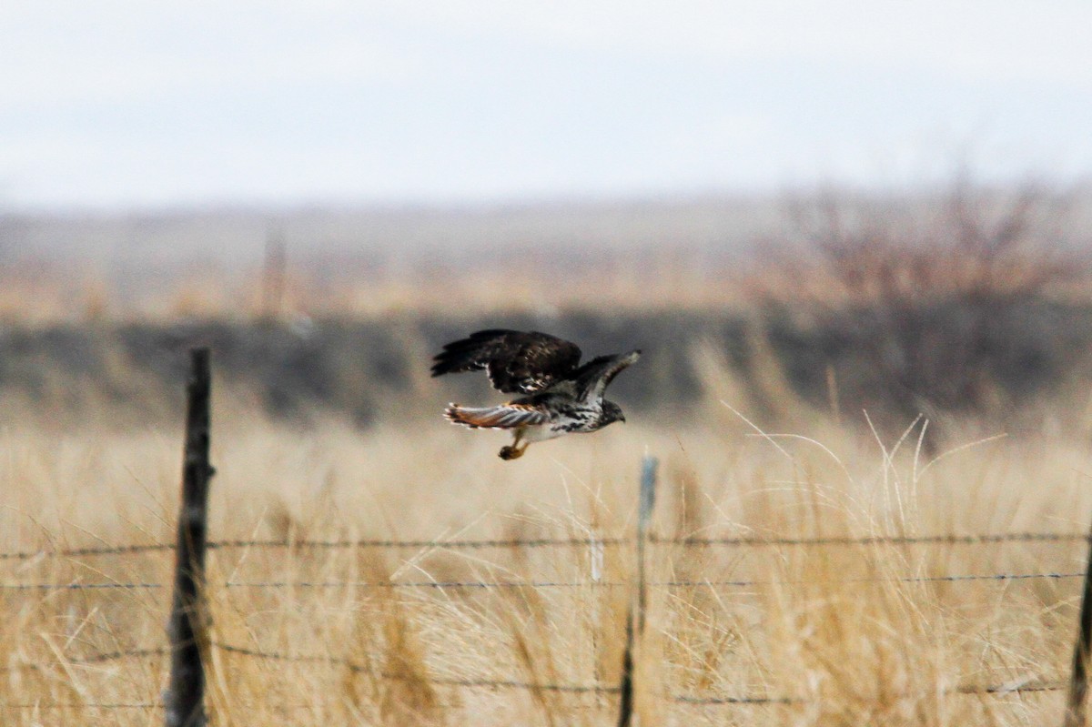 Red-tailed Hawk (Harlan's) - ML203395311