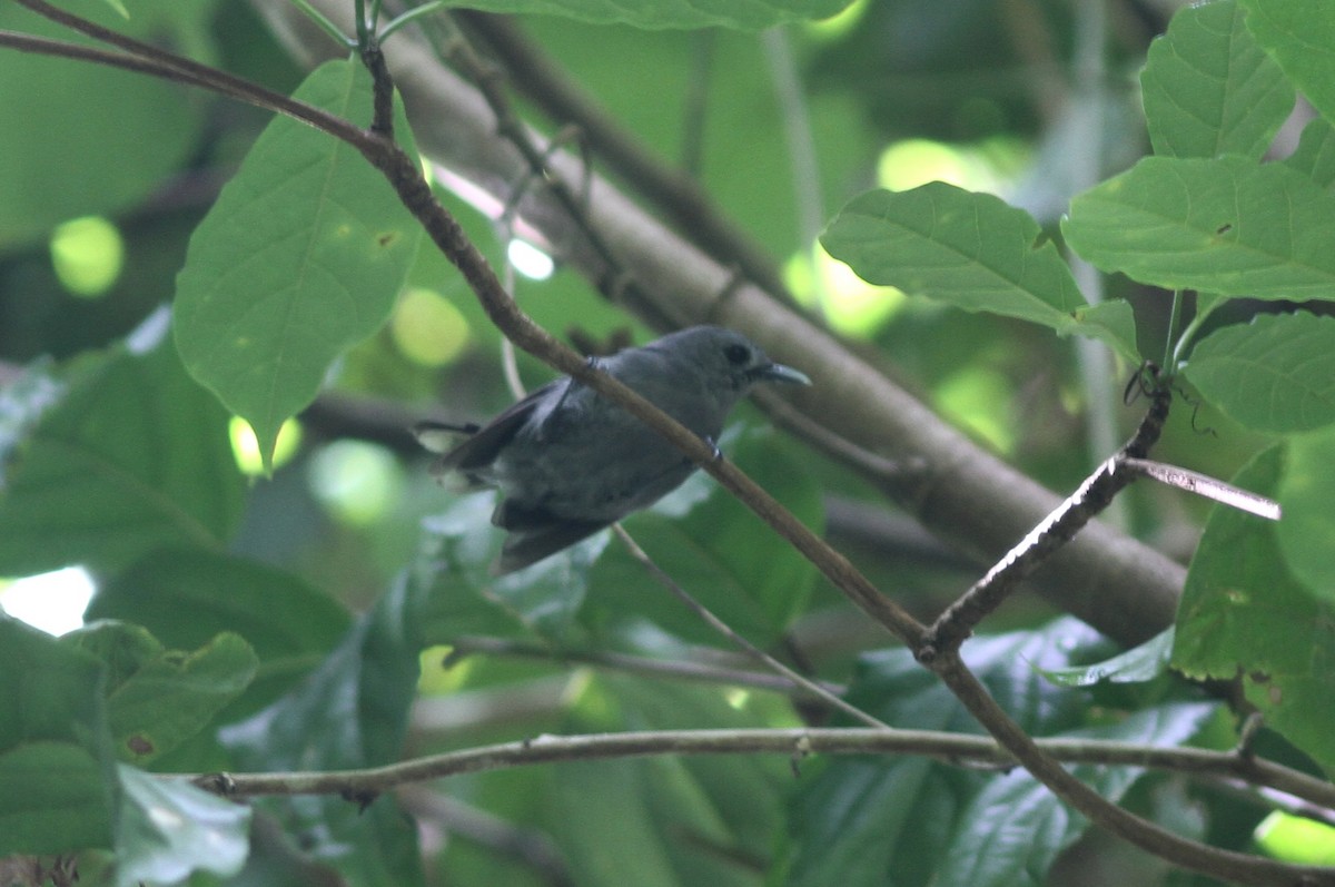 Vanikoro Monarch - Stephan Lorenz / Rockjumper Birding Tours