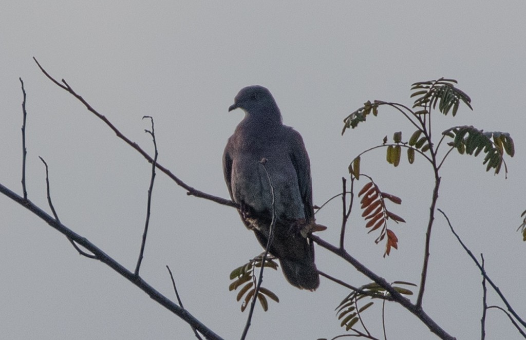 Pale-vented Pigeon - ML203396531