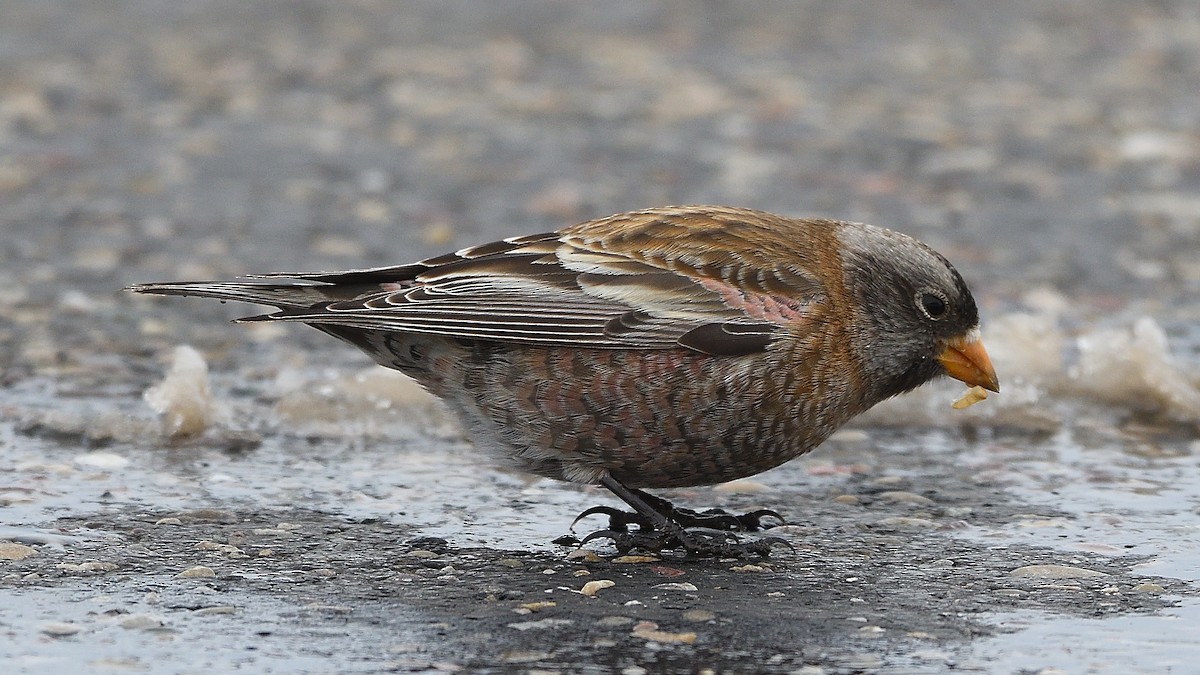 Gray-crowned Rosy-Finch - ML203396651