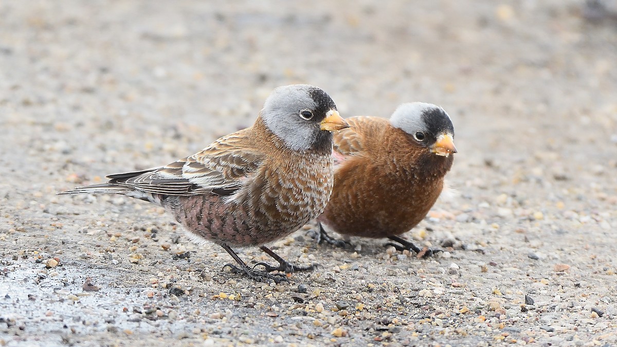 Gray-crowned Rosy-Finch - ML203396721