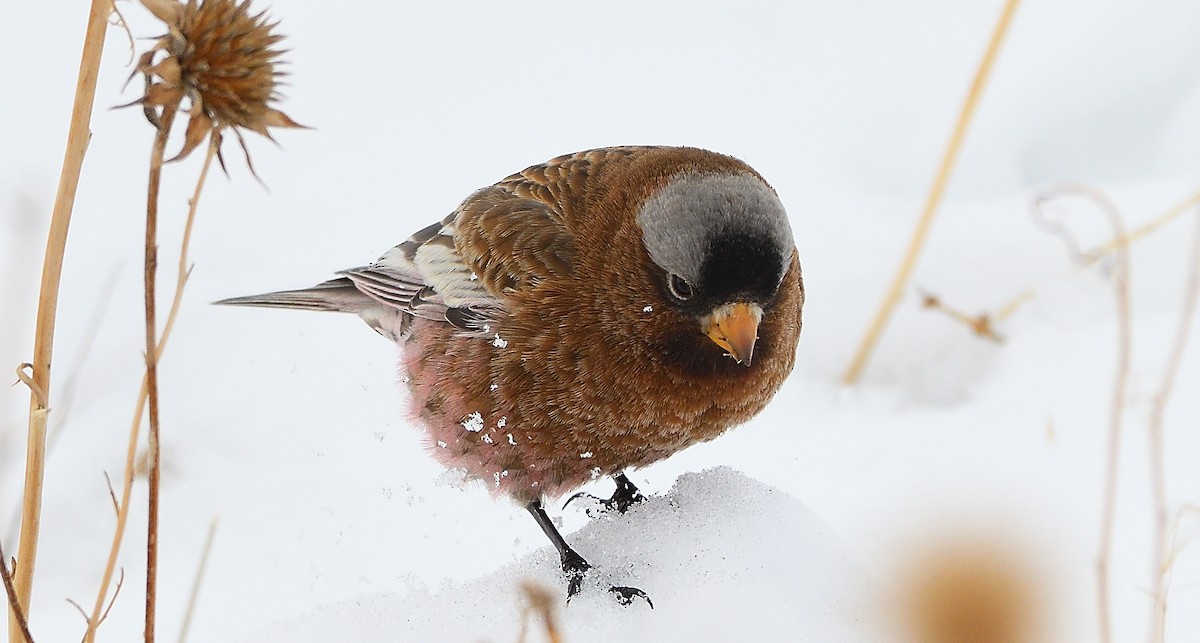 Gray-crowned Rosy-Finch - ML203396741