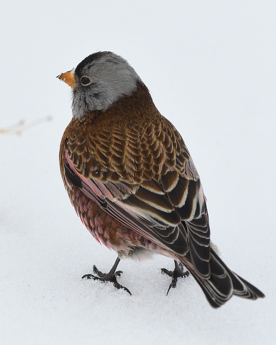 Gray-crowned Rosy-Finch - Steve Butterworth