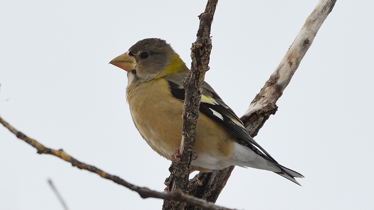 Evening Grosbeak - ML203396871