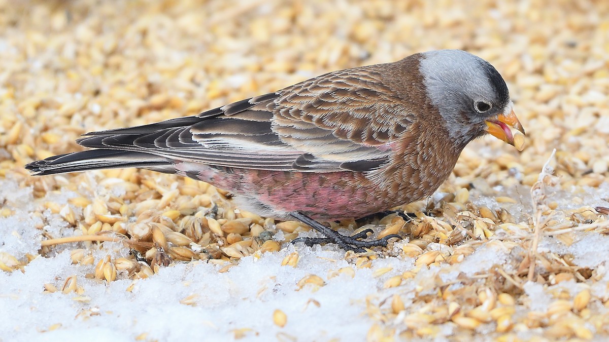 Gray-crowned Rosy-Finch - ML203397561