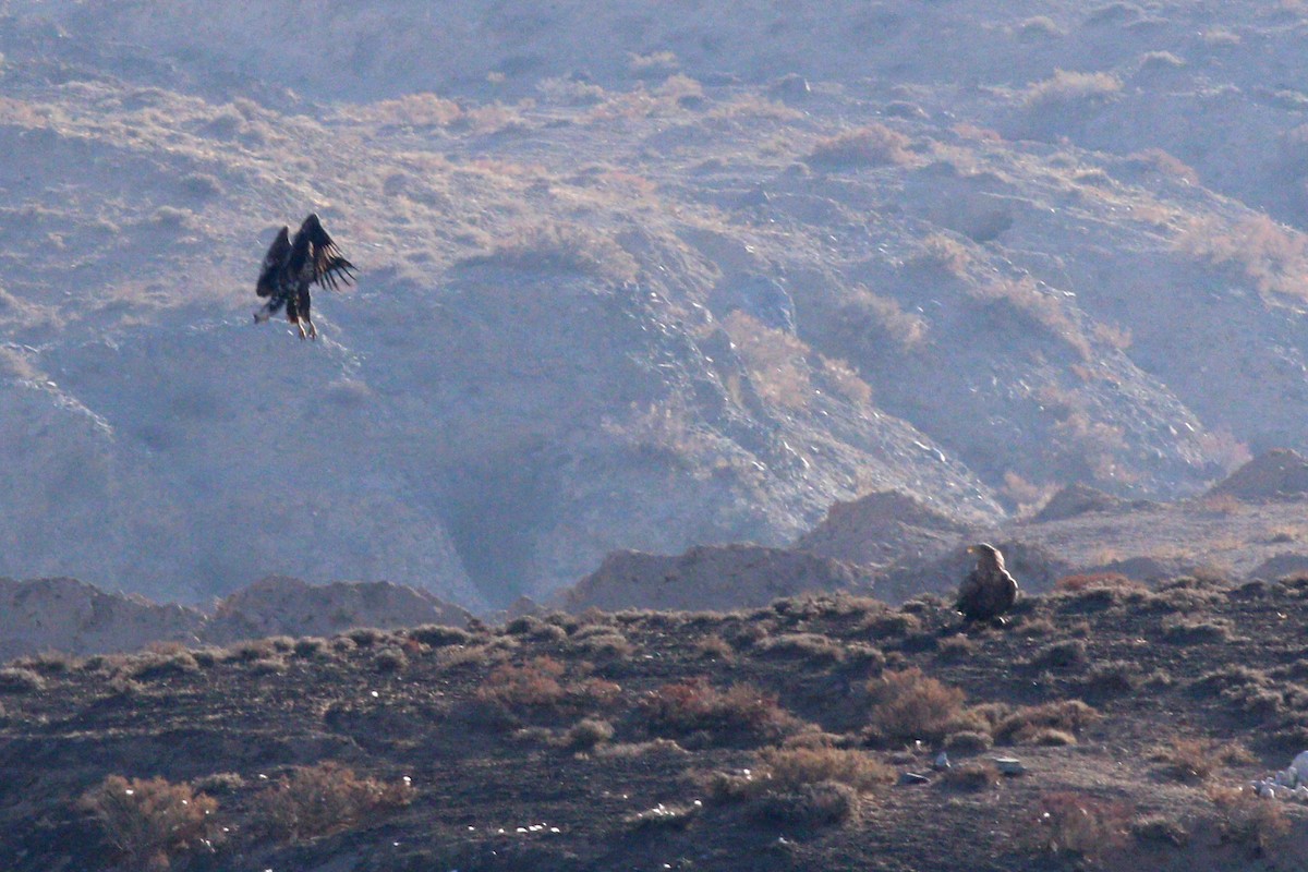 White-tailed Eagle - ML203398061