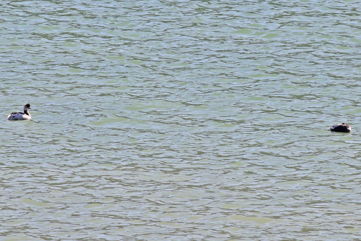 Eared Grebe - 白尾 海雕