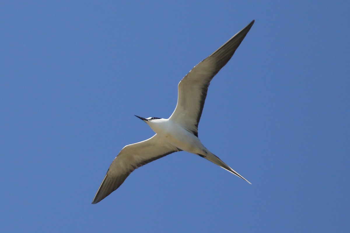 Sooty Tern - Christopher Escott