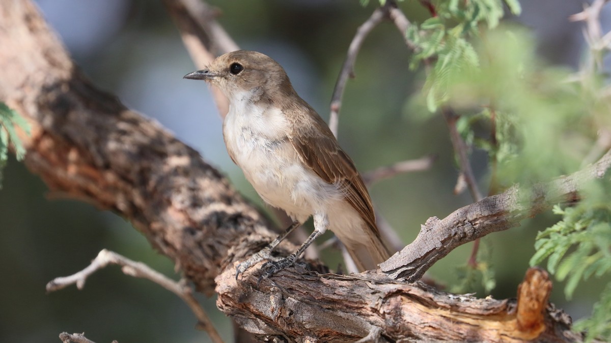 Marico Flycatcher - ML203398781