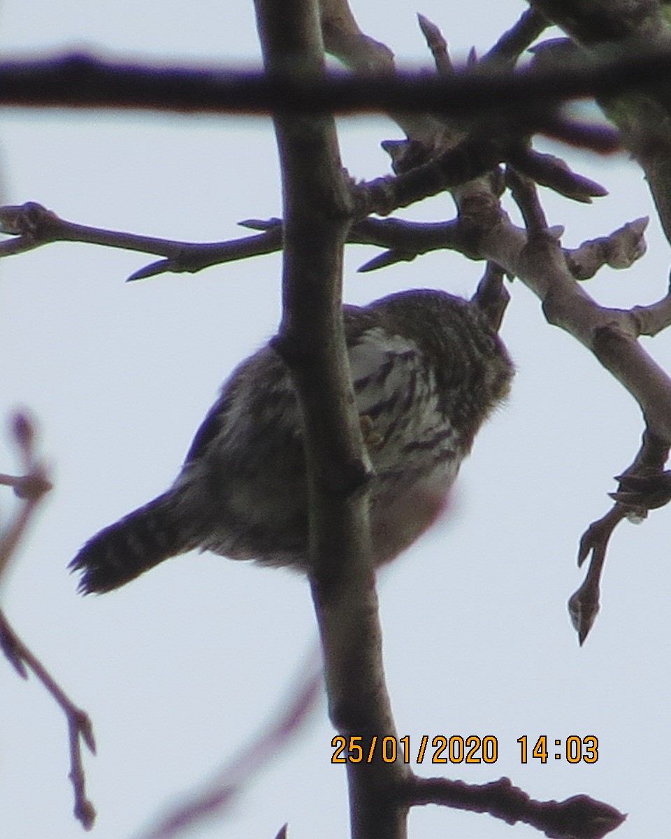 Northern Pygmy-Owl - ML203398951