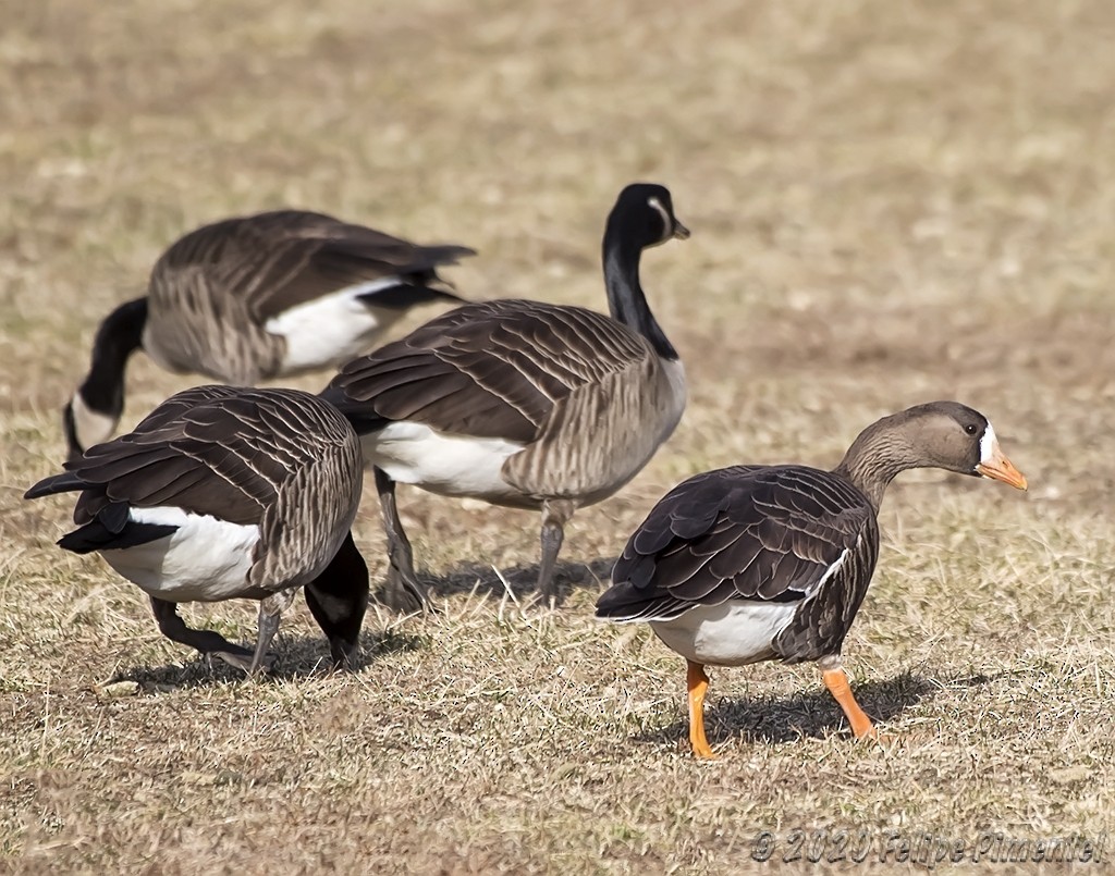 Greater White-fronted Goose - ML203399931