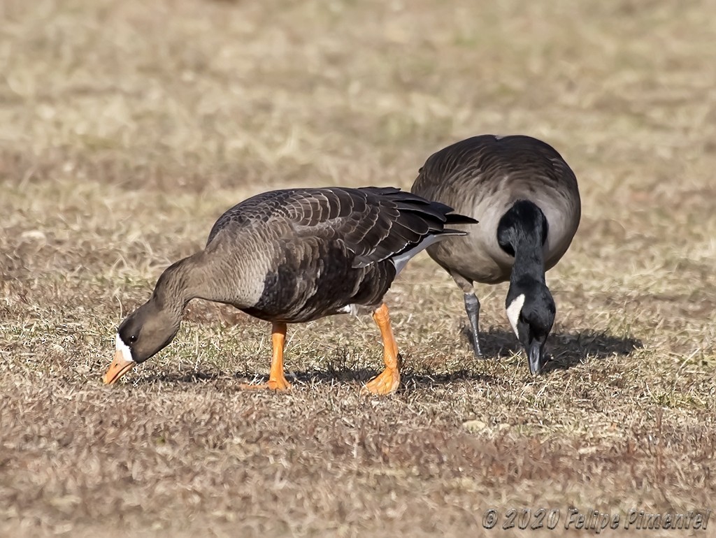 Greater White-fronted Goose - ML203399941