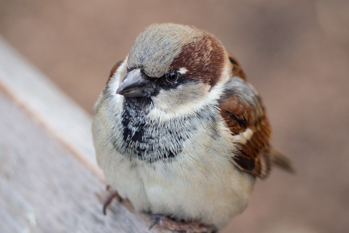 House Sparrow - ML203400191