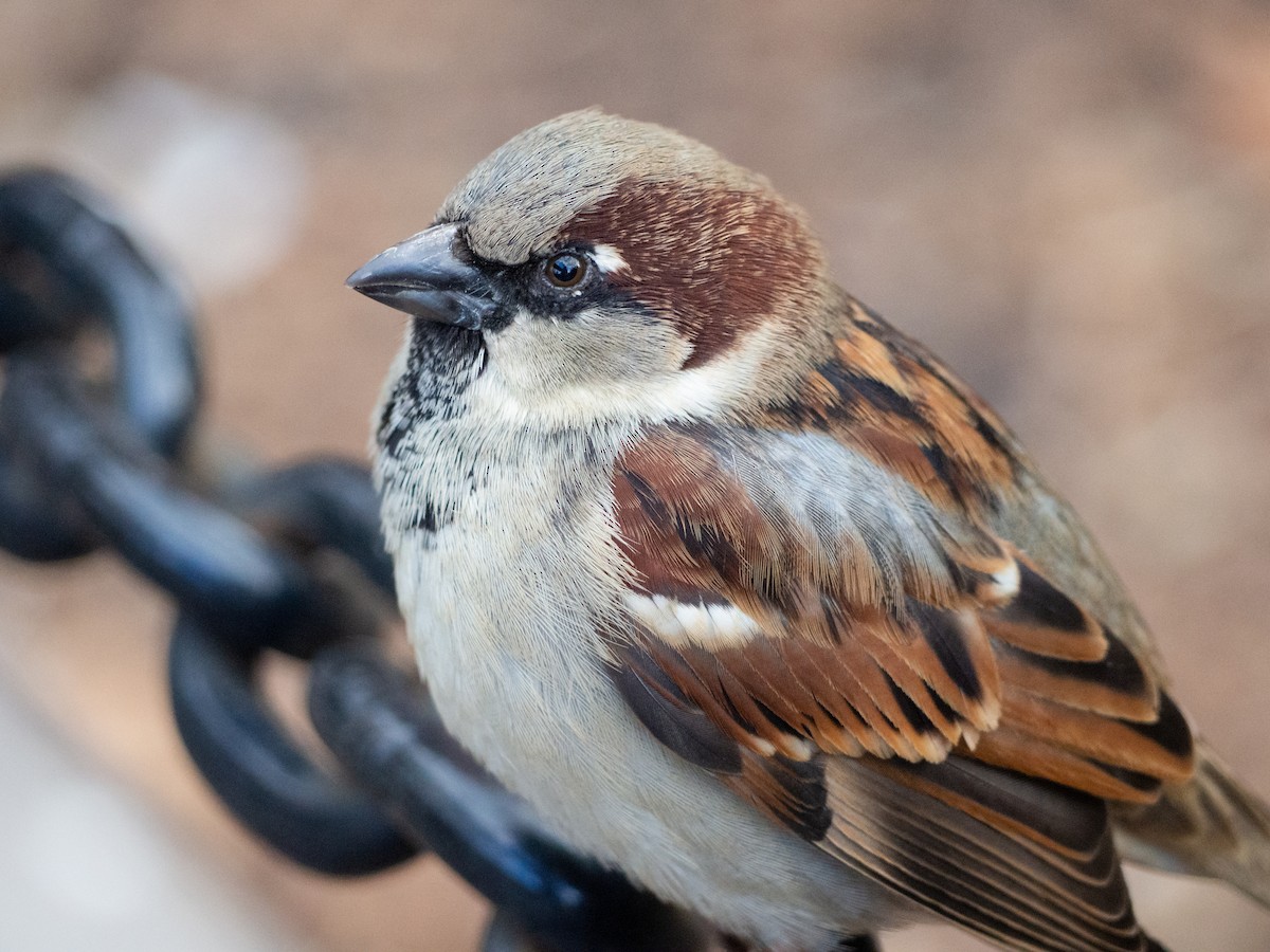 House Sparrow - ML203400211